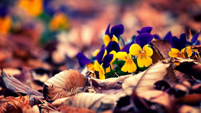 Purple and yellow pansies among fallen leaves