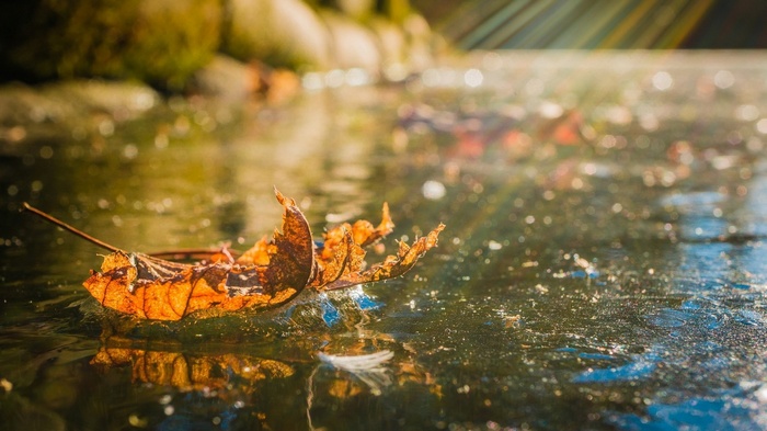 Autumn leaf floating on icy water