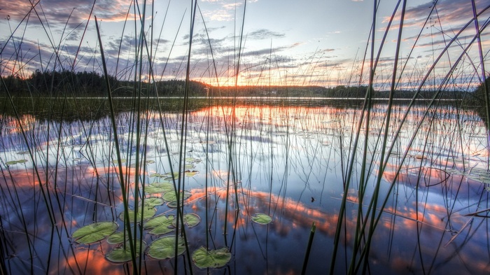 Sunset reflected on a lake with reeds and lily pads