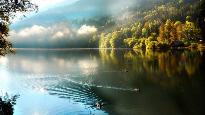 Ducks swimming on a misty lake with autumn trees