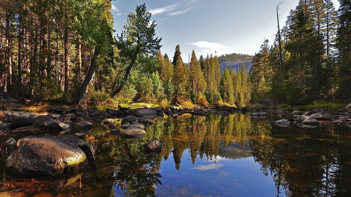 Forest reflected in a calm river