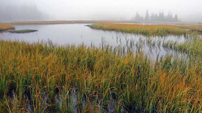 Foggy marsh with tall grass and calm water