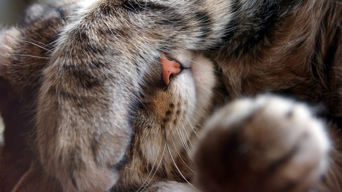 Close-up of a cat covering its face with paws