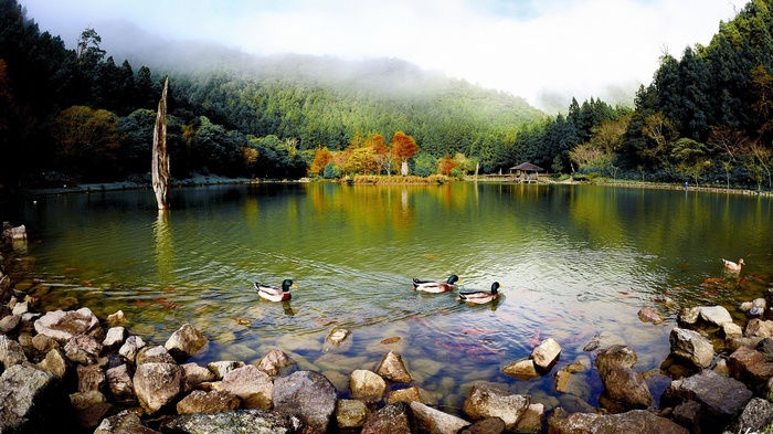 Ducks swimming in a lake with a forested mountain background