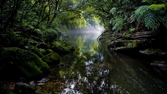Misty river flowing through a dense, green forest