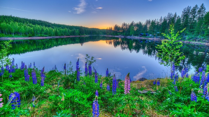 Lake with lupines and forest at sunset