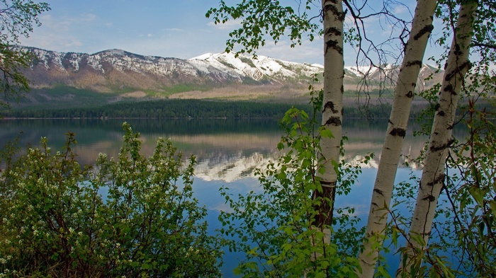 Snow-capped mountains reflected in a calm lake with birch trees in the foreground