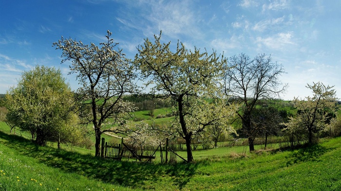 Spring landscape with blooming trees and green hills