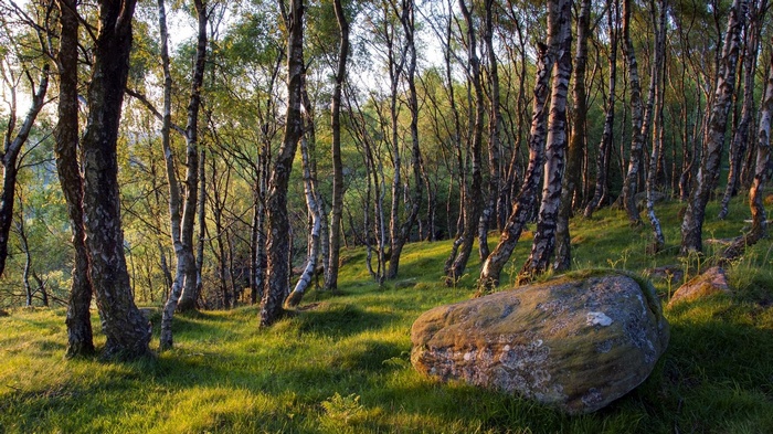 Birch forest with a large boulder on a grassy slope
