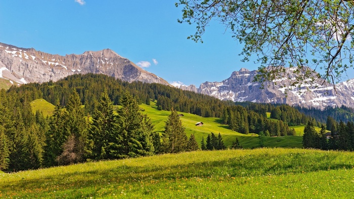 Alpine meadow with snow-capped mountains and pine forest