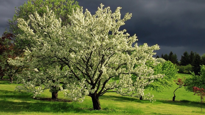 Blooming tree in a grassy field under stormy sky