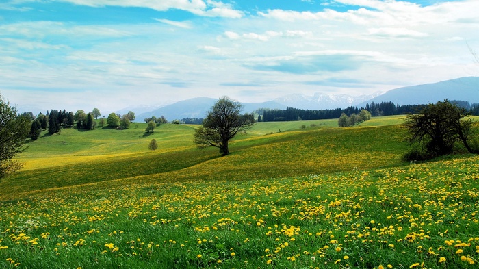 Green rolling hills with yellow flowers and trees