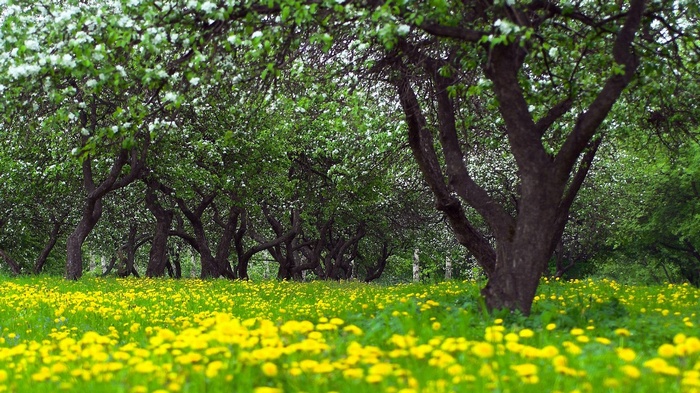 Orchard with blooming trees and yellow flowers