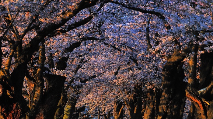 Tunnel of cherry blossom trees at dusk