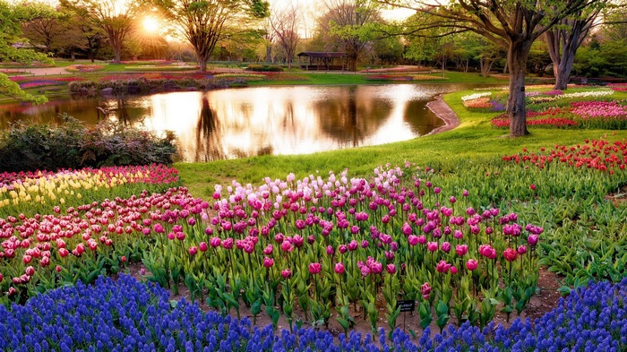 A beautiful garden with a pond and colorful tulips