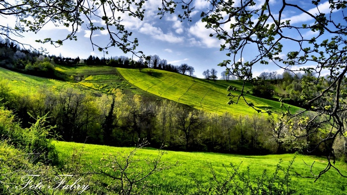 Green rolling hills with trees and branches in foreground