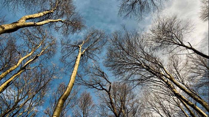 Bare trees against a cloudy blue sky