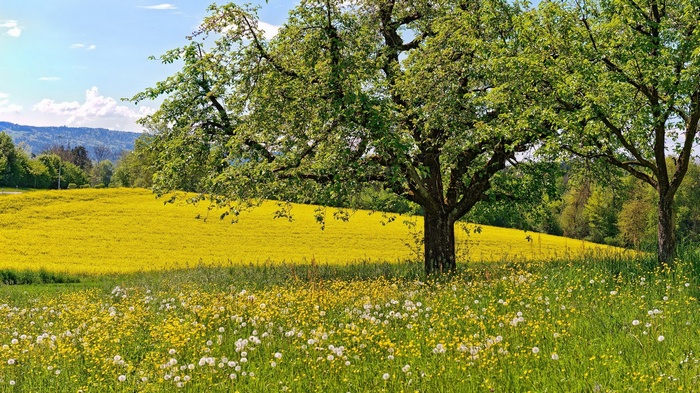 Meadow with yellow flowers and trees