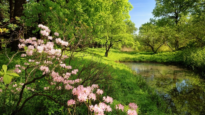 Pink azaleas bloom by a tranquil pond in a sunlit forest