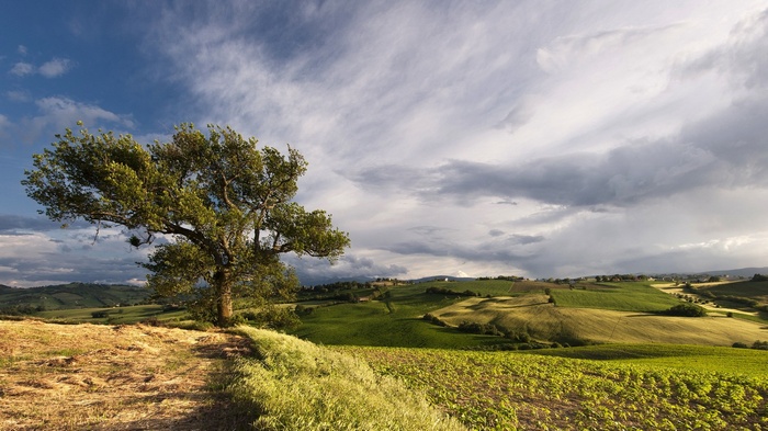 Tree on a hill overlooking rolling fields under a cloudy sky