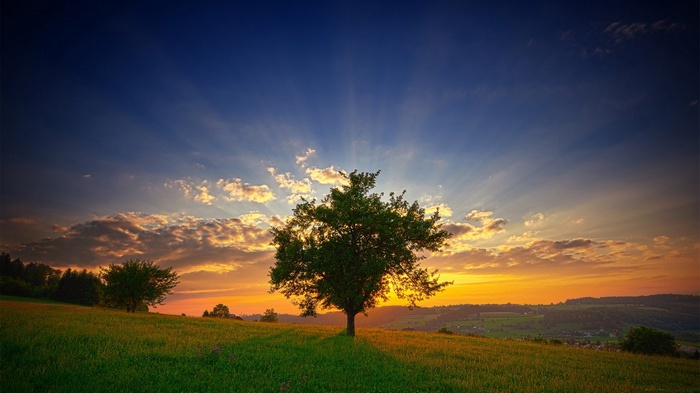Tree on a grassy hill at sunset with sun rays