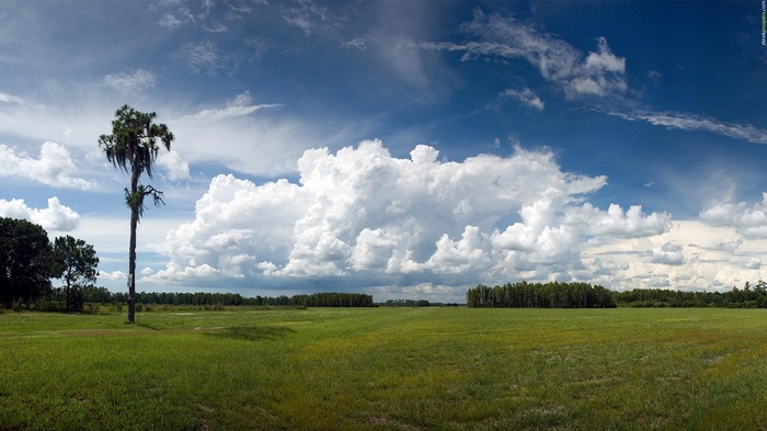 Lone tree in a grassy field under a cloudy sky
