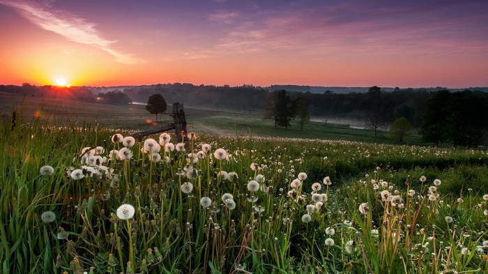 Field of dandelions at sunrise with a fence