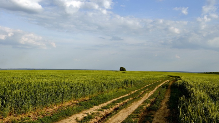 Dirt road through a green wheat field under a cloudy sky