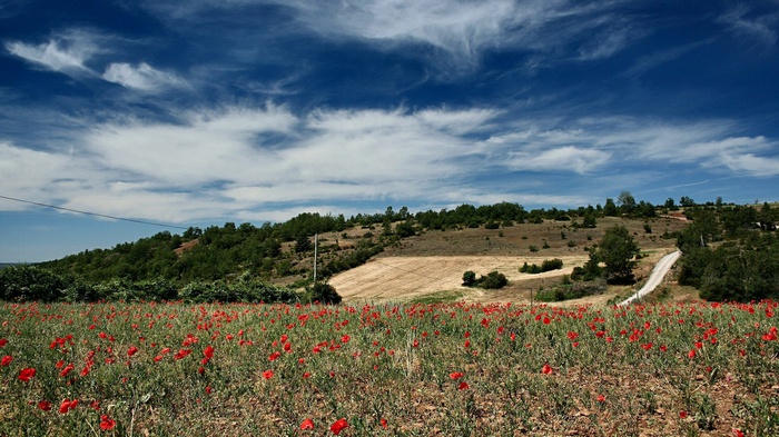 Field of poppies with rolling hills and blue sky