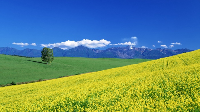 Yellow flower field with mountains and blue sky