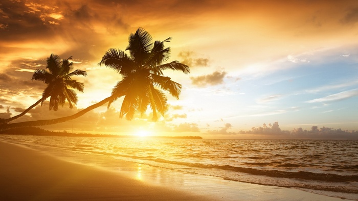 Palm trees on a beach at sunset
