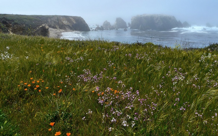 Wildflowers on a Coastal Cliff Overlooking the Ocean