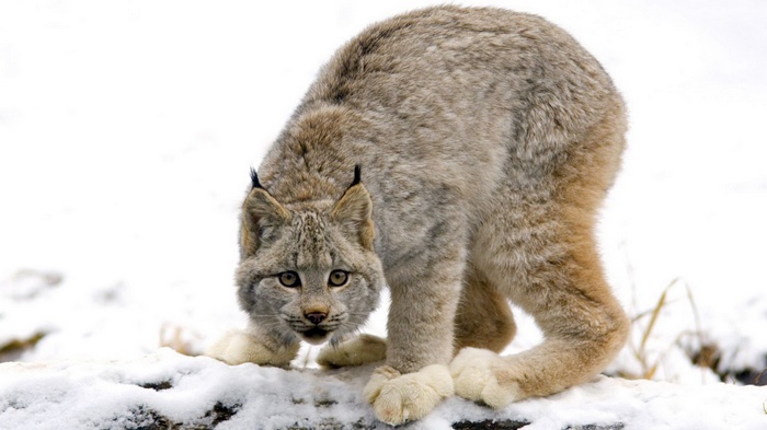 Canada Lynx crouches in the snow