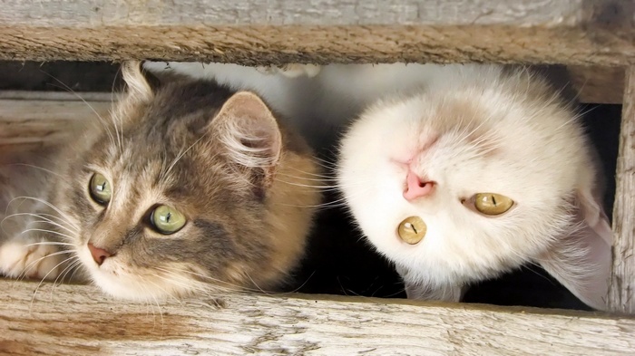 Two cats peeking through wooden slats