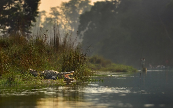 Crocodile yawning on the bank of a river