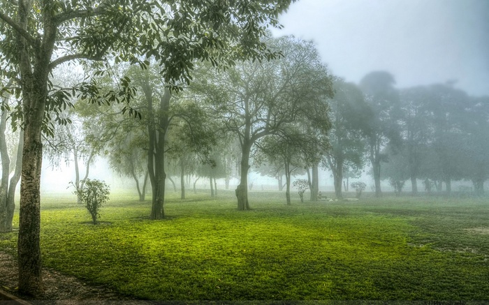 Misty park with trees and green grass