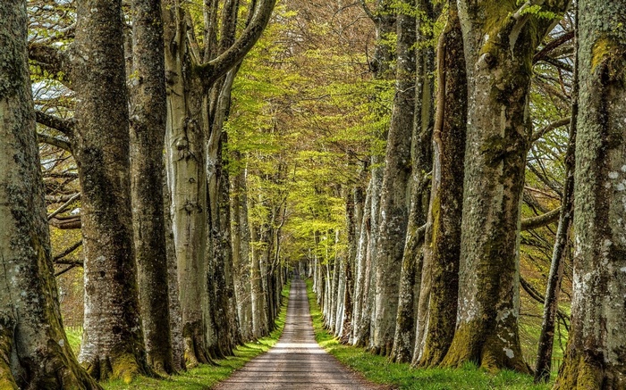A tree-lined path in a forest