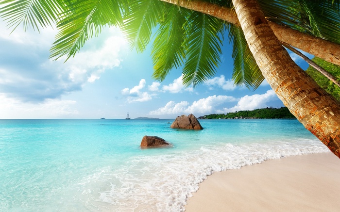 Tropical beach with palm trees and turquoise water