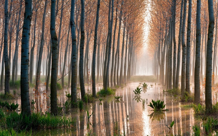 A misty forest with a flooded path and reflections