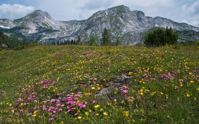Alpine meadow with wildflowers and mountains