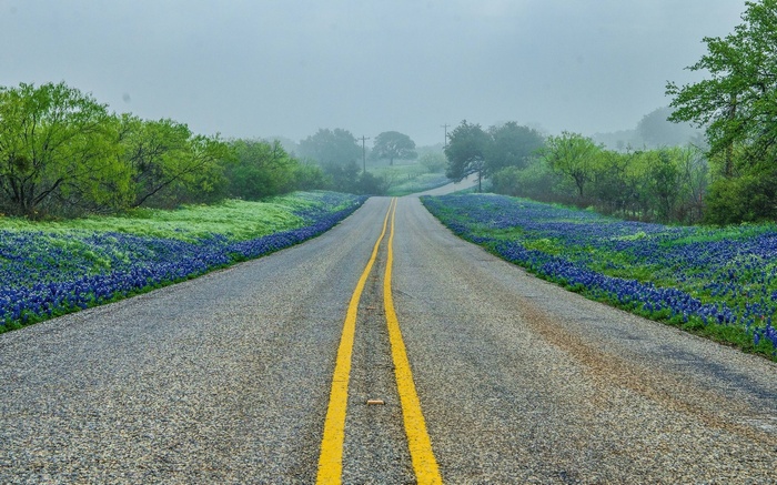 Road lined with bluebonnets and green trees under a foggy sky