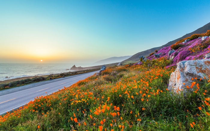 Coastal Highway Lined with Wildflowers at Sunset