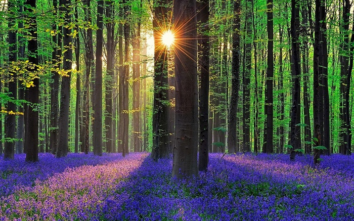 Sunlight streams through a forest with bluebells