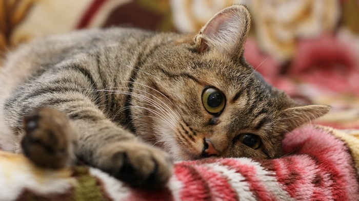 Tabby cat lying on a blanket
