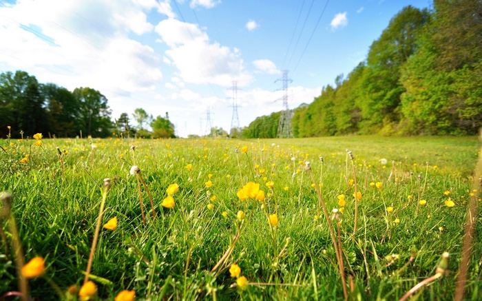 Field of yellow flowers and green grass with power lines