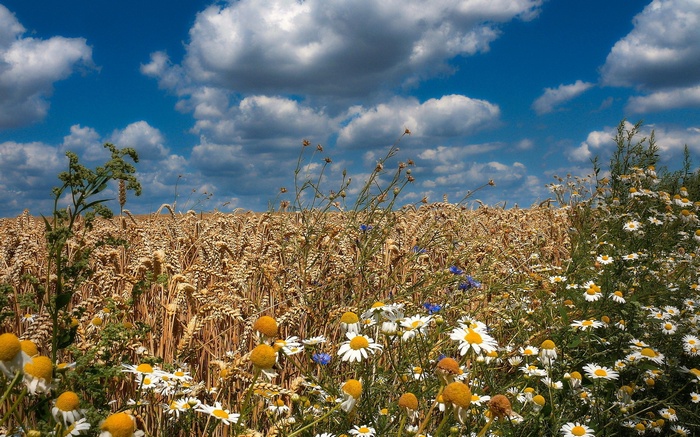 Wheat field with wildflowers and blue sky