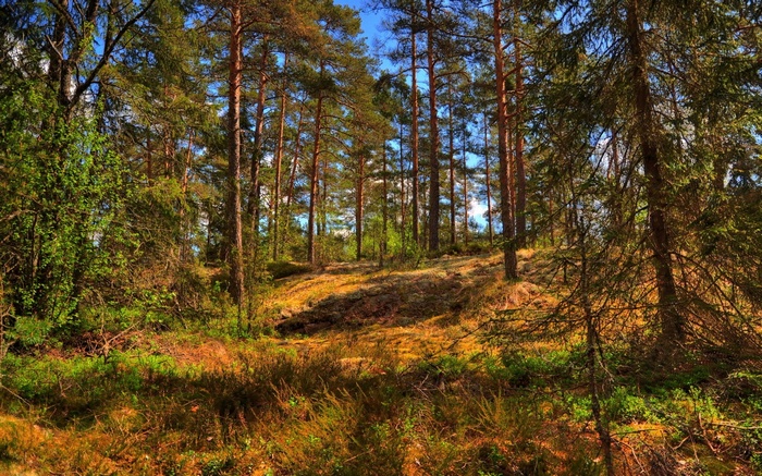 Sunlit forest with tall pine trees and undergrowth