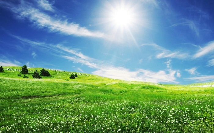 Sunny green hill with white flowers and blue sky