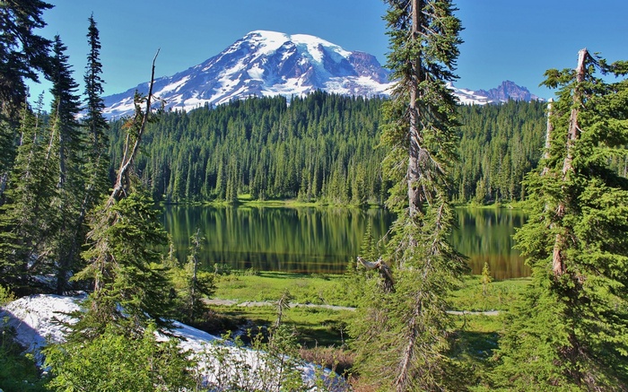Mount Rainier reflected in a lake with pine forest
