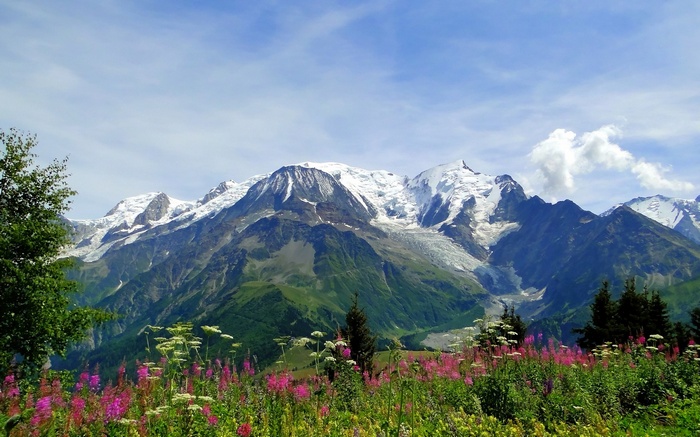 Snow-capped mountains with wildflowers in the foreground